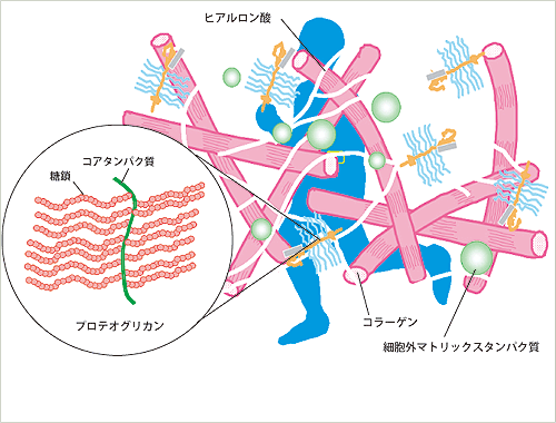 細胞外マトリックスとプロテオグリカン